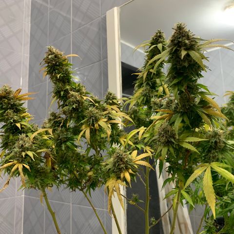 Kandy  growlog timeline photo