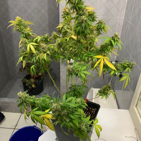 Kandy  growlog timeline photo