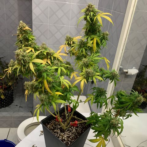 Kandy  growlog timeline photo