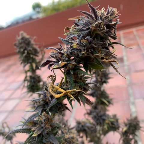 GG X2  #2 growlog timeline photo