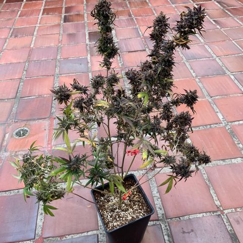 GG X2  #2 growlog timeline photo