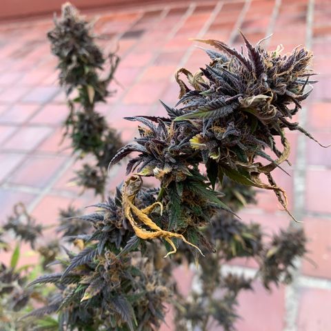 GG X2  #2 growlog timeline photo