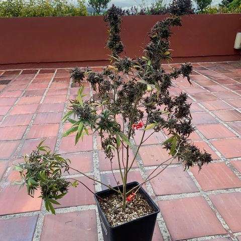GG X2  #2 growlog timeline photo