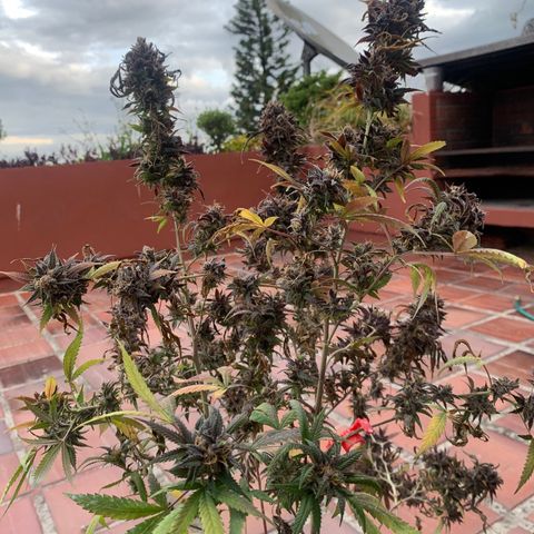 GG X2  #2 growlog timeline photo