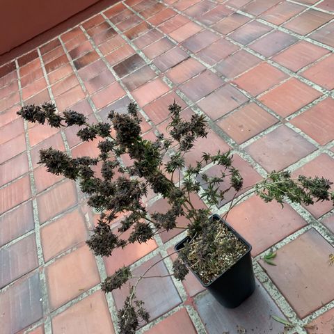 GG X2  #2 growlog timeline photo