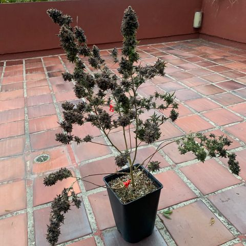 GG X2  #2 growlog timeline photo