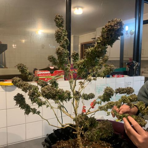 Kandy  growlog timeline photo