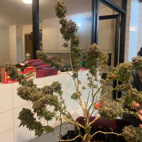 Kandy  growlog timeline photo