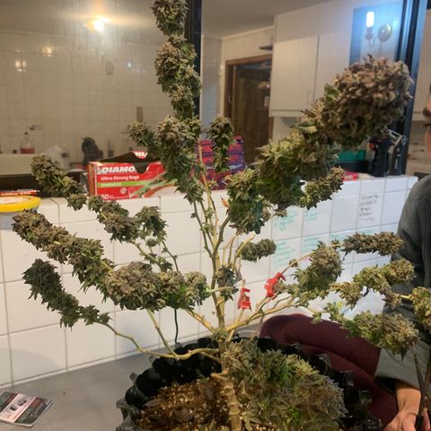 Kandy  growlog timeline photo