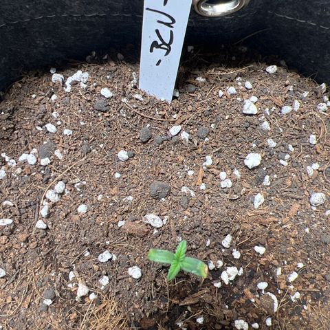 BCN Power Plant  growlog timeline photo