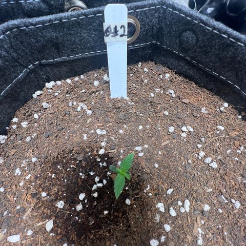 Lemonade Auto growlog timeline photo