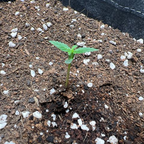 Lemonade Auto growlog timeline photo