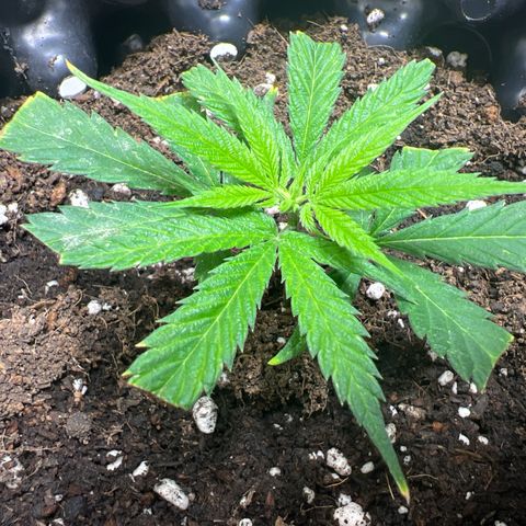 Double Cookies BSF  growlog timeline photo