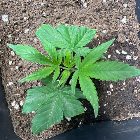 Crystal Candy SWS #1 growlog timeline photo