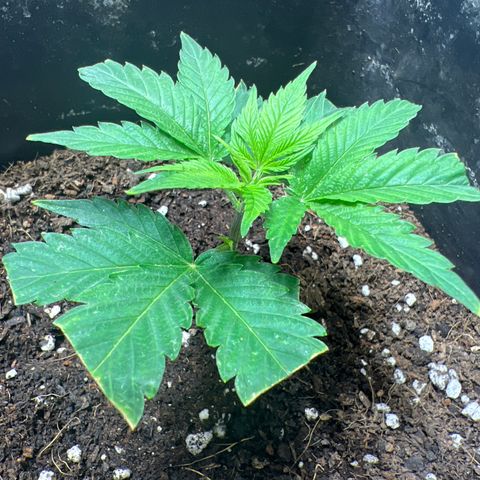 Crystal Candy SWS #2 growlog timeline photo