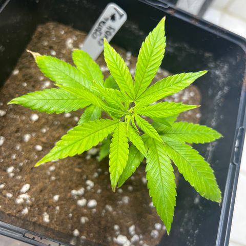 Crystal Candy SWS #1 growlog timeline photo