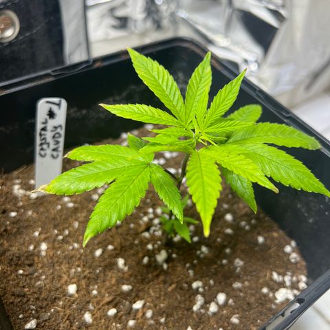 Crystal Candy SWS #1 growlog timeline photo