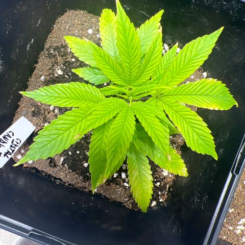 Crystal Candy SWS #2 growlog timeline photo
