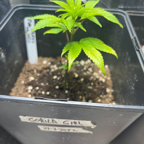 Crystal Candy SWS #2 growlog timeline photo