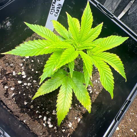 Crystal Candy SWS #2 growlog timeline photo