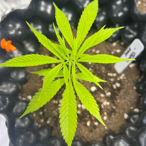 Double Cookies BSF  growlog timeline photo