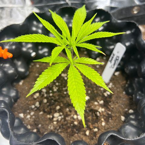Double Cookies BSF  growlog timeline photo
