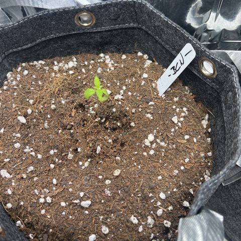 BCN Power Plant  growlog timeline photo