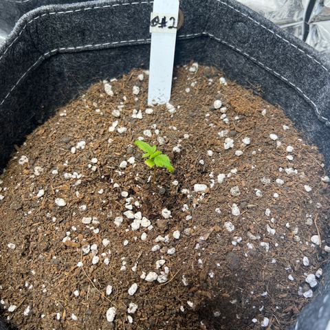 Lemonade Auto growlog timeline photo