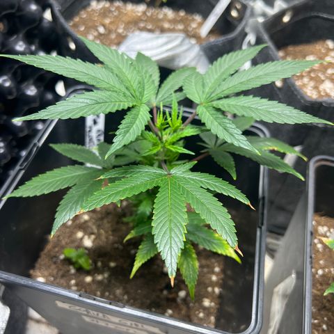 Crystal Candy SWS #2 growlog timeline photo