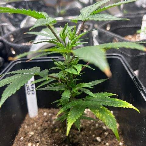 Crystal Candy SWS #2 growlog timeline photo