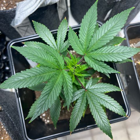 Crystal Candy SWS #2 growlog timeline photo