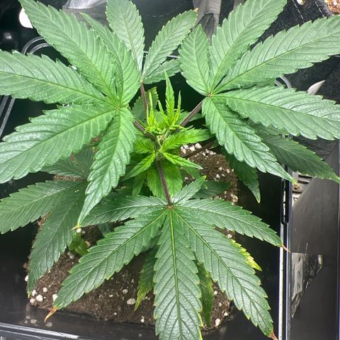 Crystal Candy SWS #2 growlog timeline photo