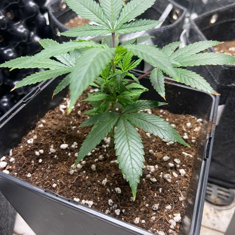 Crystal Candy SWS #2 growlog timeline photo