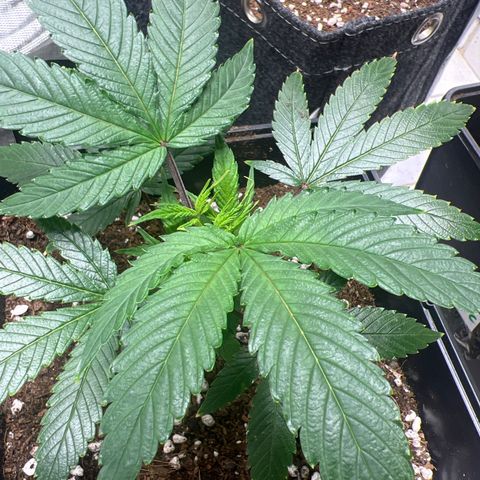 Crystal Candy SWS #2 growlog timeline photo