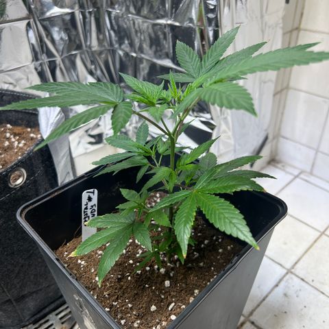 Crystal Candy SWS #1 growlog timeline photo