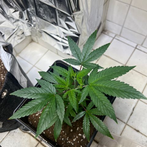 Crystal Candy SWS #1 growlog timeline photo