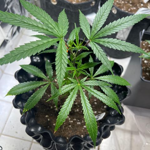 Double Cookies BSF  growlog timeline photo