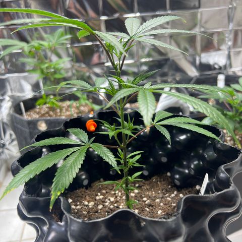 Double Cookies BSF  growlog timeline photo