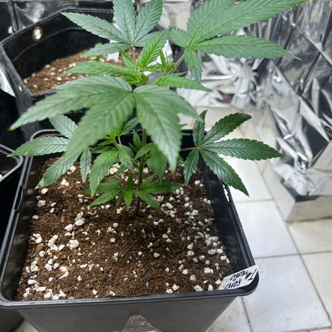 Crystal Candy SWS #1 growlog timeline photo