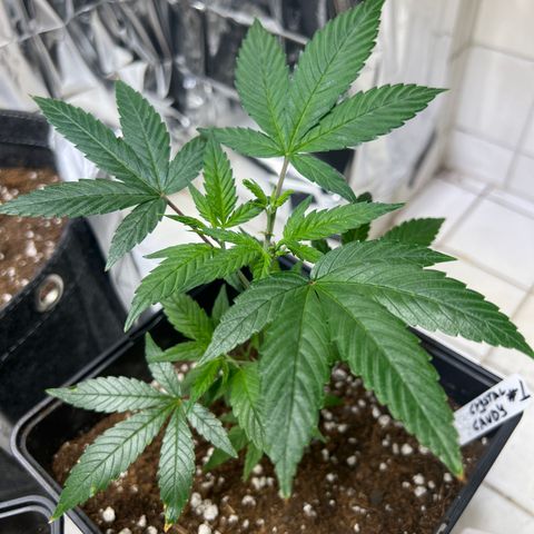 Crystal Candy SWS #1 growlog timeline photo