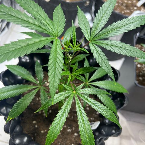 Double Cookies BSF  growlog timeline photo