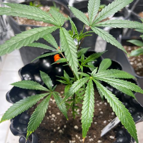 Double Cookies BSF  growlog timeline photo