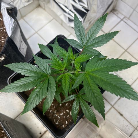 Crystal Candy SWS #1 growlog timeline photo