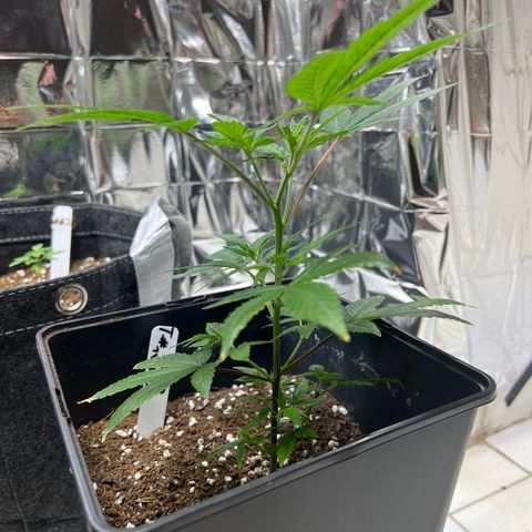 Crystal Candy SWS #1 growlog timeline photo