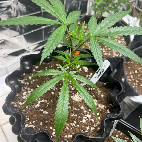 Double Cookies BSF  growlog timeline photo
