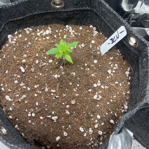 BCN Power Plant  growlog timeline photo