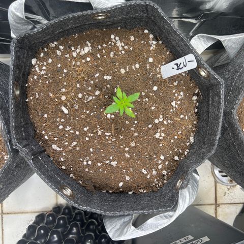 BCN Power Plant  growlog timeline photo