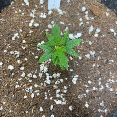 Lemonade Auto growlog timeline photo