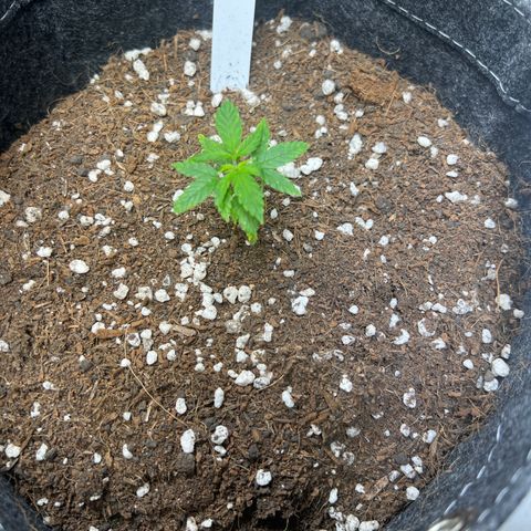 Lemonade Auto growlog timeline photo