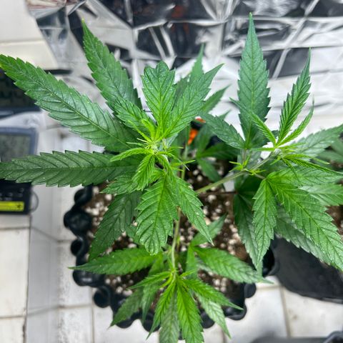 Double Cookies BSF  growlog timeline photo